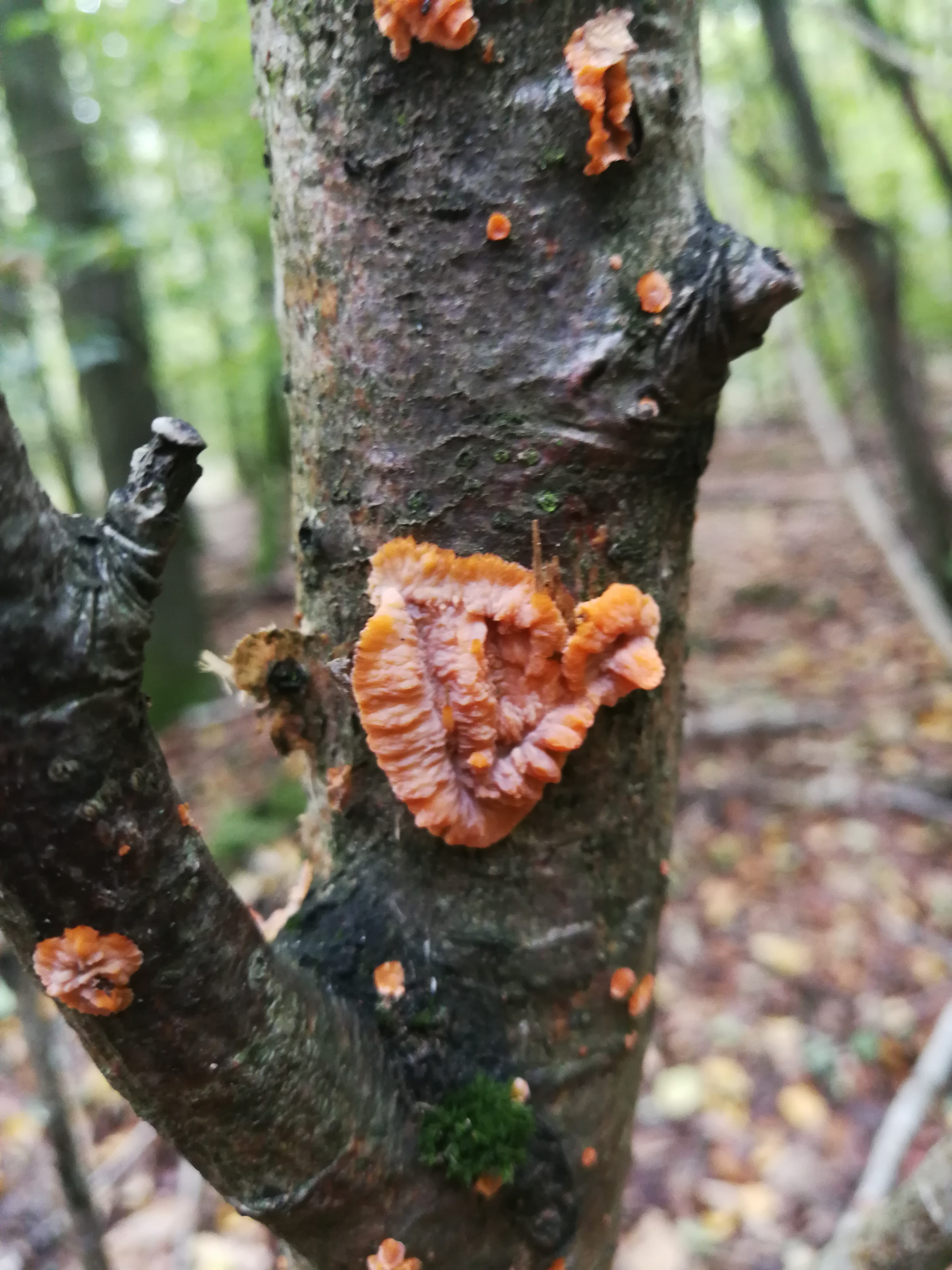 Orangeroter Kammpilz - Ansicht von leicht schräg oben. Wir sehen verschiedene Fruchtkörper. Zentral ein etwas älterer und drumherum jüngere Fruchtkörper. Mit der Zeit ist es typisch, dass diese ineinander zerfließen und eine groß Oberfläche (bis zu 30 cm) bilden können. 